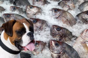 perro junto a pescado