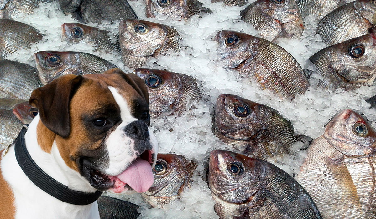 perro junto a pescado