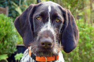 perro mayor con ataxia