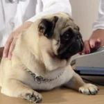perro pasando por una ecografia hepatica