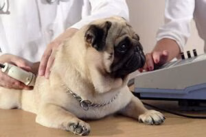 perro pasando por una ecografia hepatica