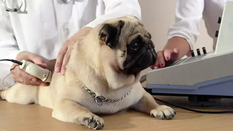 perro pasando por una ecografia hepatica
