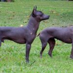 perro pila argentino