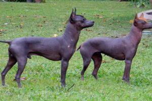 perro pila argentino