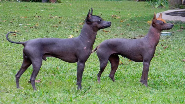 perro pila argentino