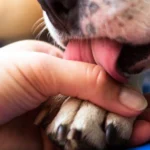 perro se lame en exceso y se provoca ulcera