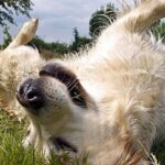 perro se revuelca sobre la hierba