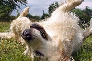 perro se revuelca sobre la hierba