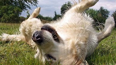 perro se revuelca sobre la hierba