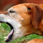 perro tosiendo 1