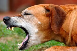perro tosiendo 1