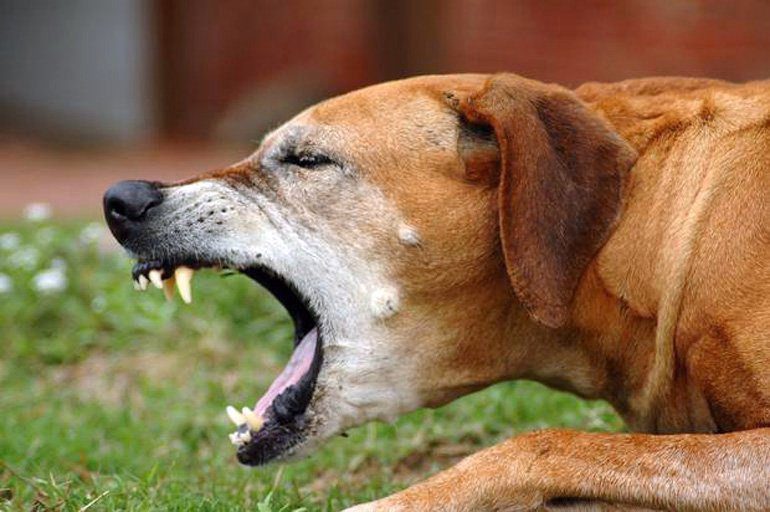 perro tosiendo