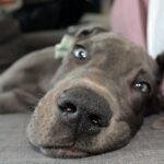 perro tranquilo en el sofa