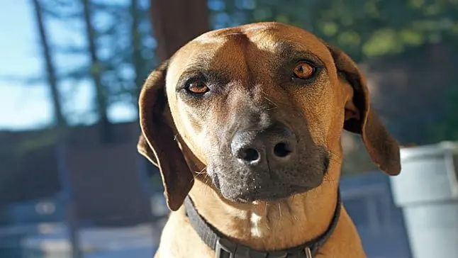 perro