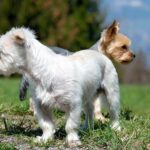 perros pequeños jugando