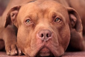 pitbull red nose