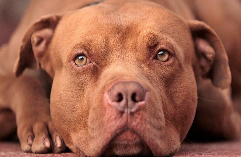 Todo Sobre La Raza Pitbull Red Nose ¡Con Fotos!