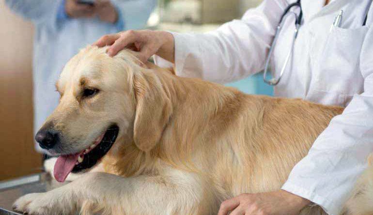 revisión-veterinaria-a-perro