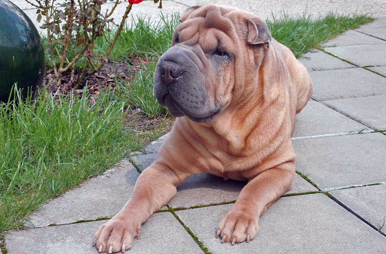 shar-pei-con-Amiloidosis