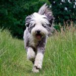 Bearded collie corriendo