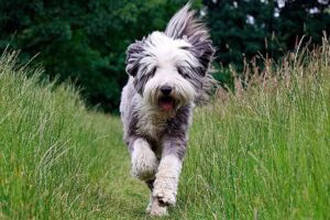 Bearded collie corriendo