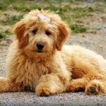 Goldendoodle