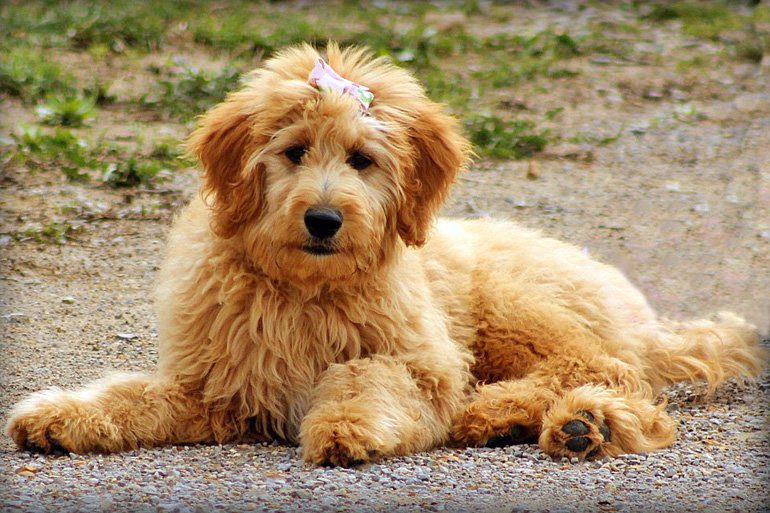 Goldendoodle