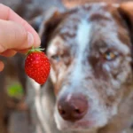 Perro comiendo fresa