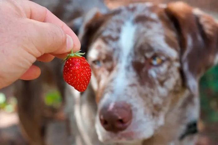 Dog-eating-strawberry