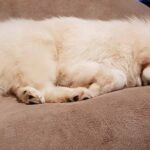 Samoyedo durmiendo en el sofá