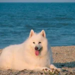 Samoyedo en la playa