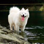 Samoyedo jugando en el agua