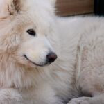 Samoyedo tumbado