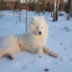 Samoyedo tumbado sobre la nieve