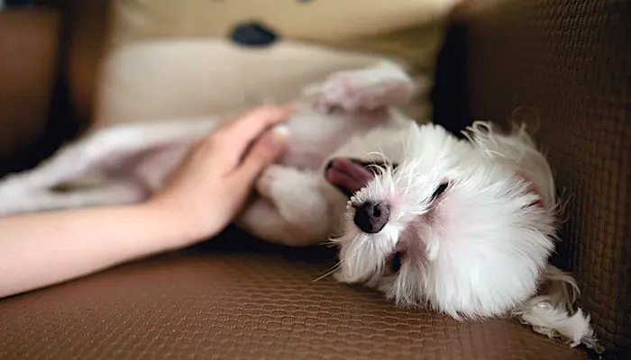 acariciando cachorro