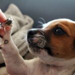 acariciar a un cachorro