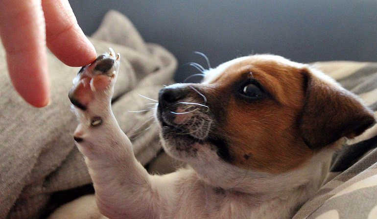 acariciar a un cachorro