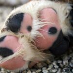 almohadillas canas de un perro