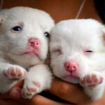 cachorritos recien nacidos