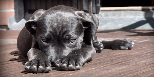 cachorro asustado