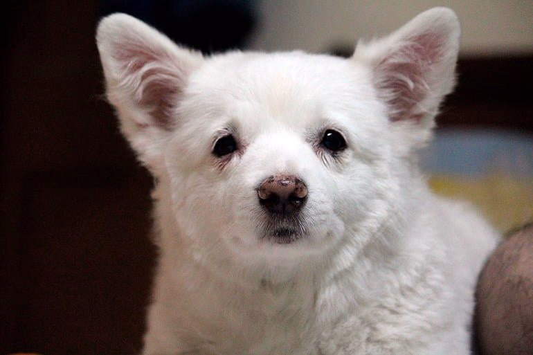 cachorro-de-perro-sin-vacunas