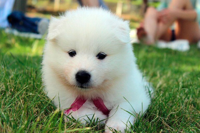 Samoyedo | Alimentación, carácter y cuidados