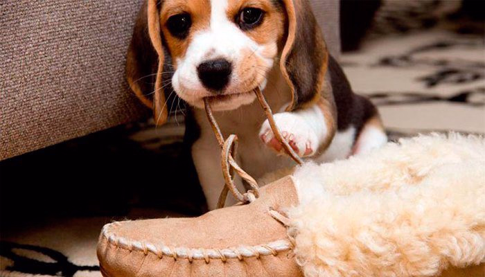 cachorro mordiendo cordones
