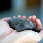 cachorro recien nacido en manos de su humanoç