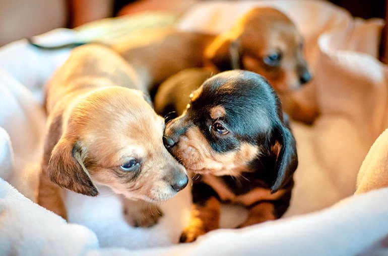 cachorros-de-perro-en-el-nido