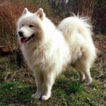 características del samoyedo