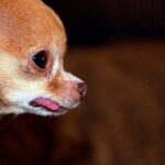 chihuahua con Hidrocefalia