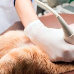 localizando filariosis en un perro mediante ecografo