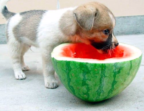 perro comiendo sandía