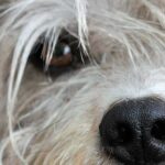 ojo de perro con conjuntivitis